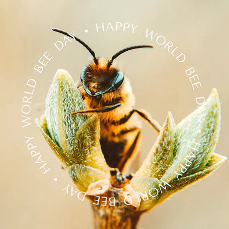 Celebrating World Bee Day with BSKIN